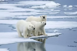 10 حقیقت جالب درمورد خرس  های  قطبی که نمیدانستید!