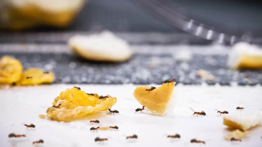 7 راه طبیعی برای خلاص شدن از شر مورچه ها بدون مواد شیمیایی
