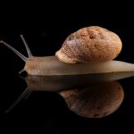 حلزون - کنجکاوی جذاب: حقایقی درباره حلزون ها که ذهن شما را منفجر می کند