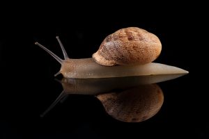کنجکاوی جذاب: حقایقی درباره حلزون ها که ذهن شما را منفجر می کند