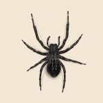 بی‌ضرر یا خطرناک؟ افشاگری درباره عنکبوت سیاه خانگی