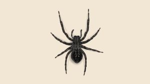 بی‌ضرر یا خطرناک؟ افشاگری درباره عنکبوت سیاه خانگی