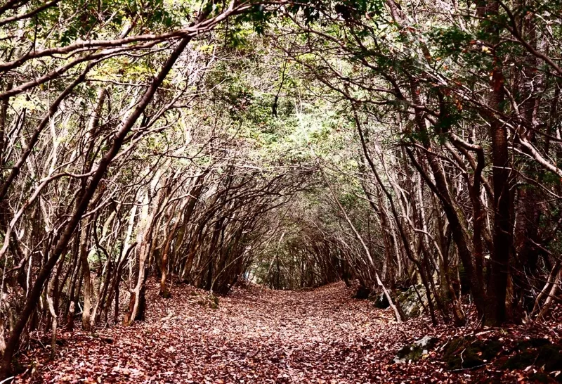 جنگل ‌آئوکیهارا