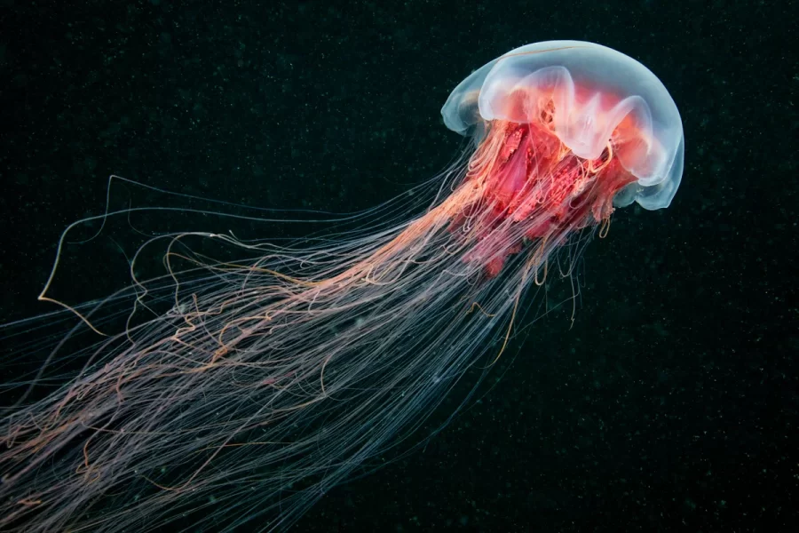گزنده‌های زیبا: 34 حقیقت شگفت‌انگیز درباره عروس دریایی