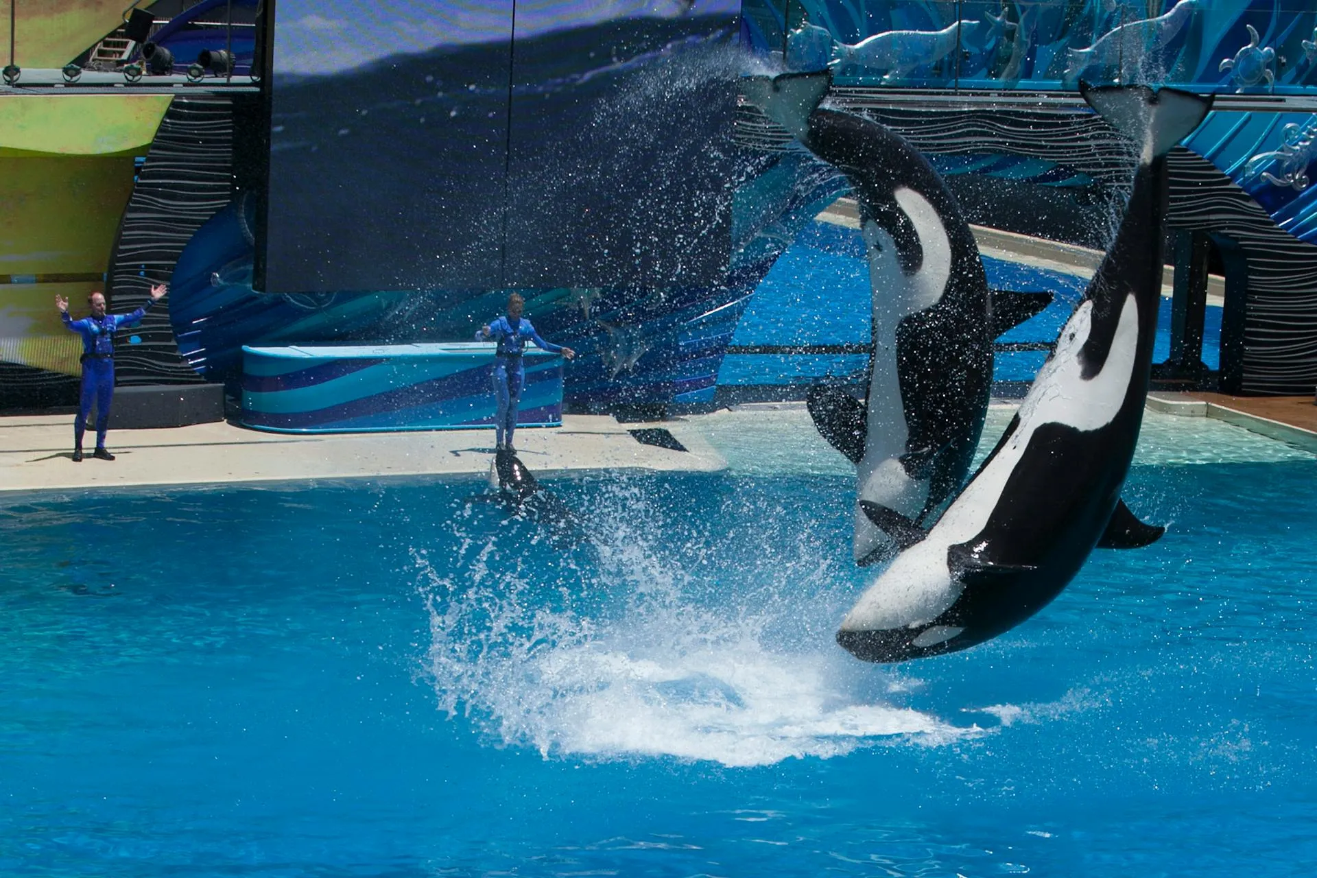 نمایش های آکروباتیک نهنگ قاتل (اورکا)