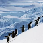 10 دانستنی جالب در مورد قطب جنوب که نمی دانستید!