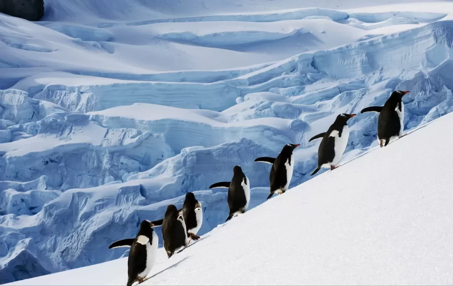 10 دانستنی جالب در مورد قطب جنوب که نمی دانستید!