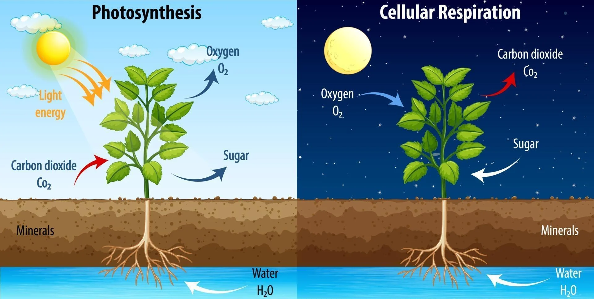 گیاهان از طریق فتوسنتز اکسیژن آزاد می کنند