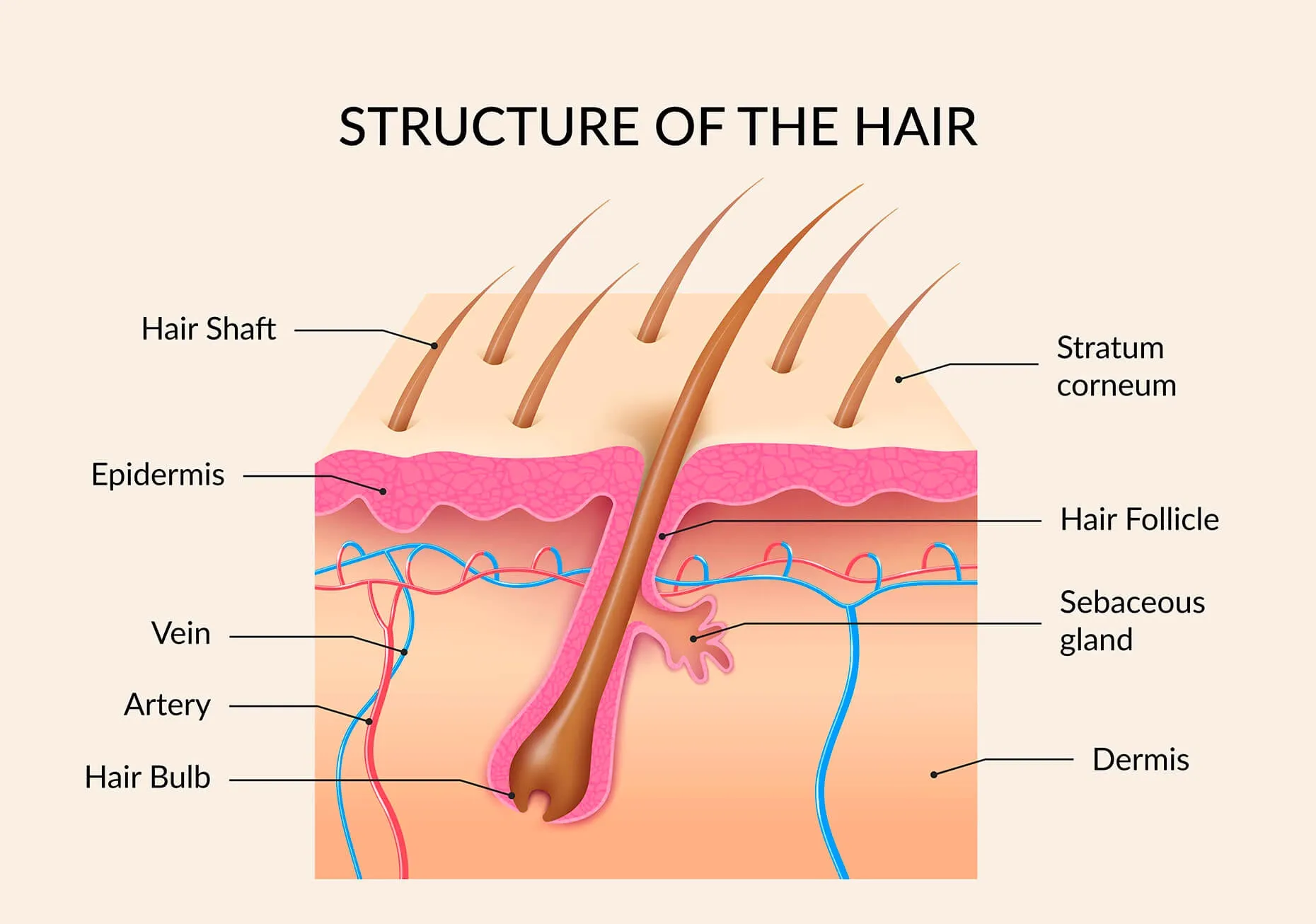 مو از فولیکول های مو رشد می کند