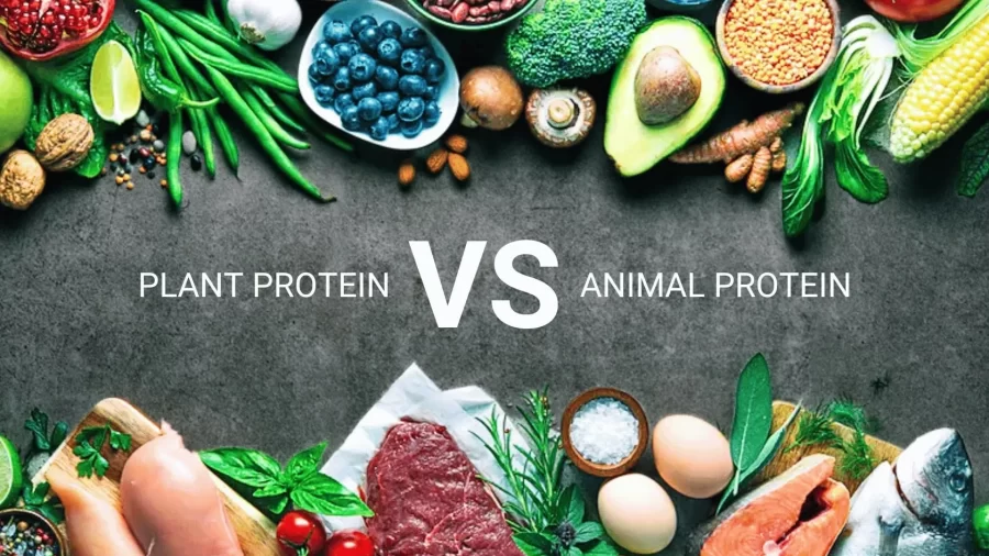 پروتئین حیوانی در برابر پروتئین گیاهی: نبرد برای برتری