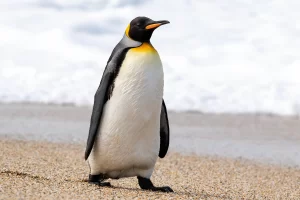پنگوئن‌