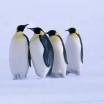 رازهای شگفت‌انگیز پنگوئن‌ ها: از لانه‌سازی در گوانو تا بچه‌دزدی!