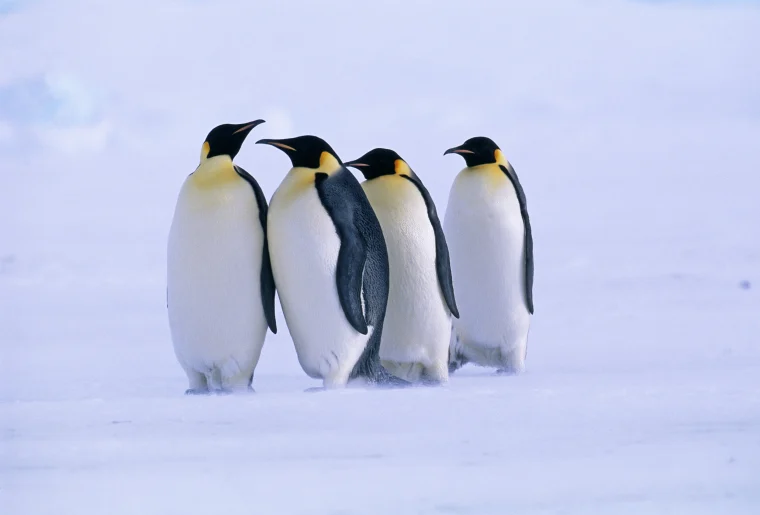 رازهای شگفت‌انگیز پنگوئن‌ ها: از لانه‌سازی در گوانو تا بچه‌دزدی!