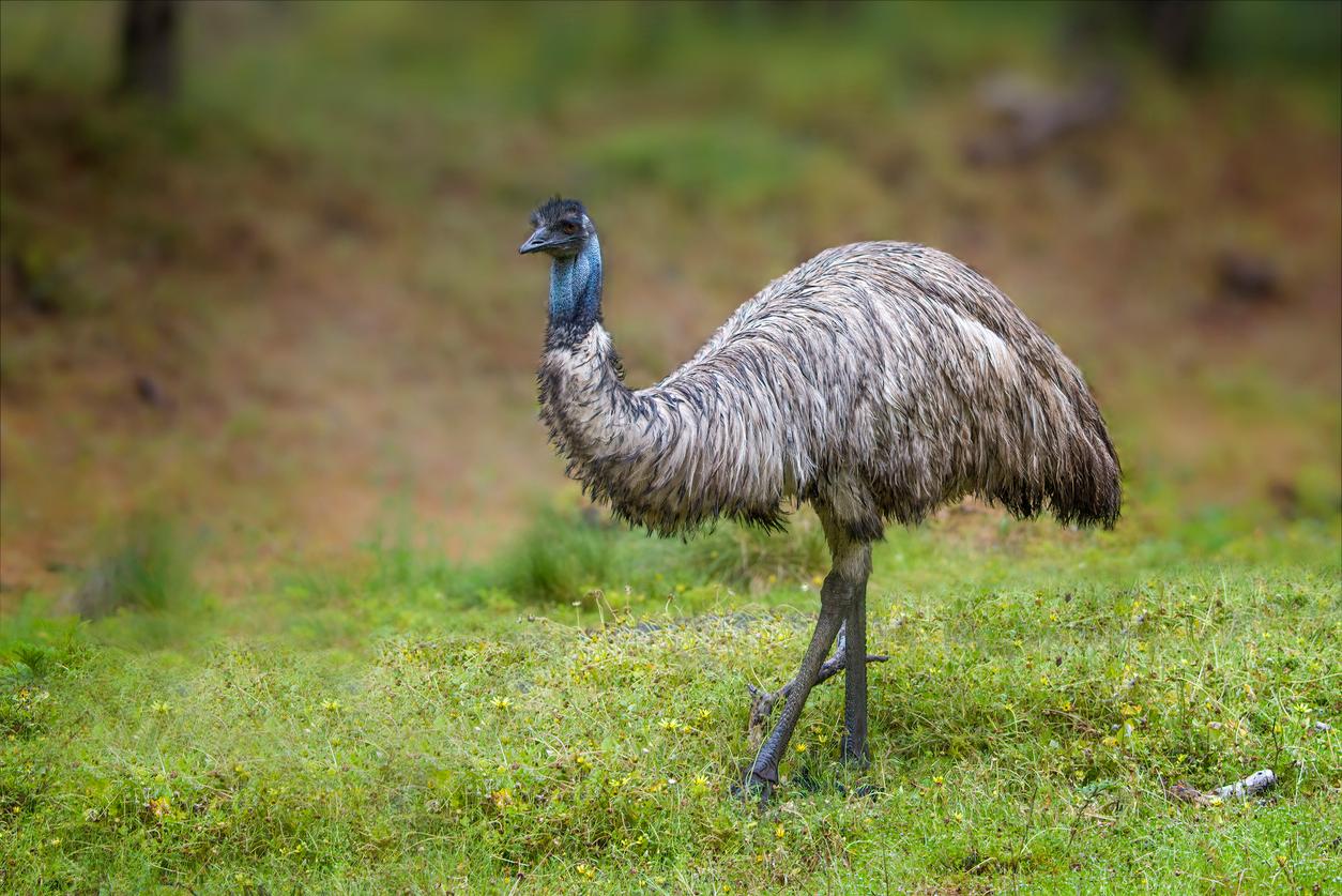 شترمرغ استرلیایی Emus