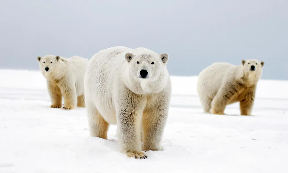 خرس های قطبی