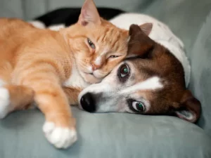 نبرد هوش سگ و گربه: کدام یک باهوش تر است؟