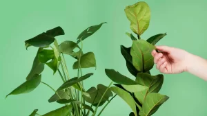 آیا گیاهان هم درد را احساس می کنند؟