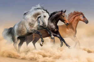 13 مورد از زیباترین اسب های جهان که نمیدانستید!